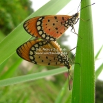 Schmetterlinge bei der Paarung